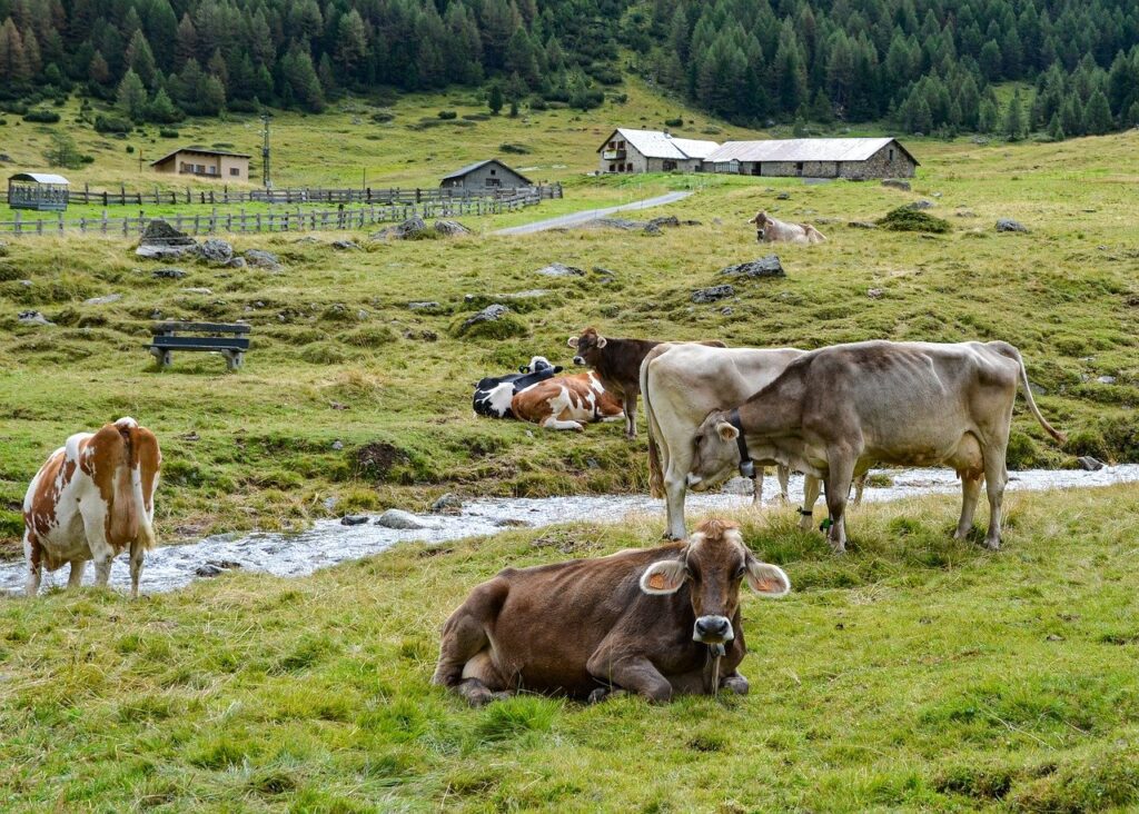 cows, mountain, lawn, nature, animals, trentino, green, italy, landscape, farm, cows, landscape, farm, farm, farm, farm, farm